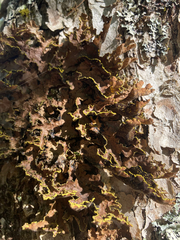 Pseudocyphellaria holarctica