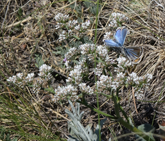 Goniolimon speciosum