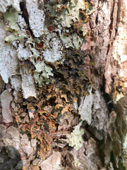 Pseudocyphellaria holarctica