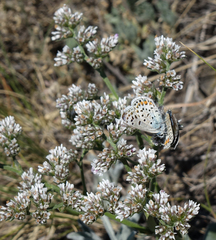 Goniolimon speciosum