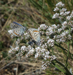 Goniolimon speciosum