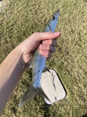Sphyraena barracuda