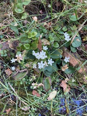 Parnassia grandifolia