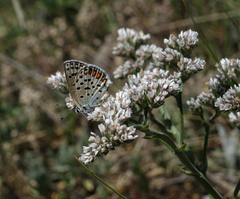 Goniolimon speciosum