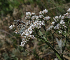 Goniolimon speciosum