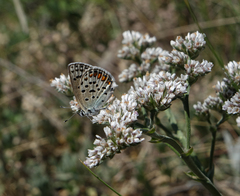 Goniolimon speciosum