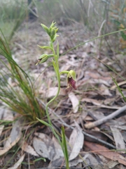 Calochilus paludosus