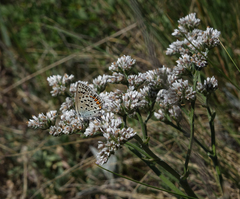 Goniolimon speciosum