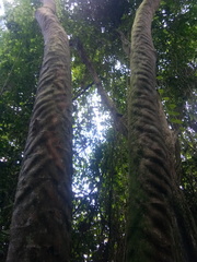 Adenanthera pavonina