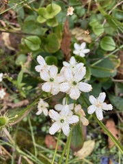 Parnassia grandifolia