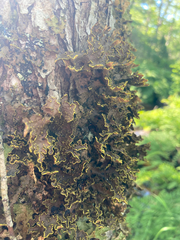 Pseudocyphellaria holarctica