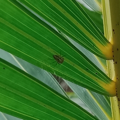 Phintelloides versicolor