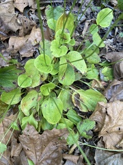 Parnassia grandifolia