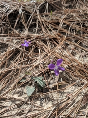 Viola septemloba
