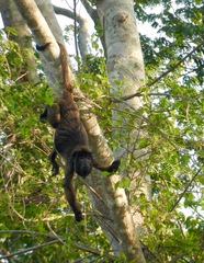 Alouatta caraya