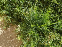 Asclepias subverticillata