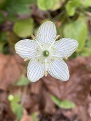 Parnassia grandifolia