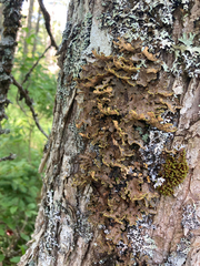 Pseudocyphellaria holarctica