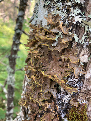Pseudocyphellaria holarctica