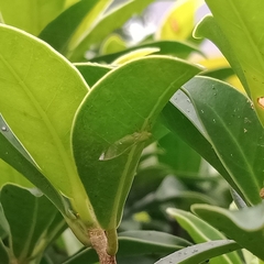 Platycorypha nigrivirga