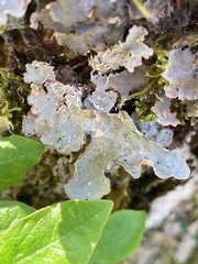 Lobarina scrobiculata