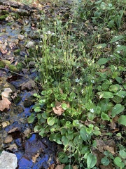 Parnassia grandifolia