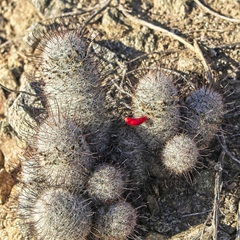Mammillaria grahamii