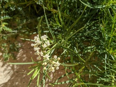Asclepias subverticillata