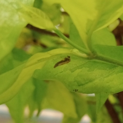 Odontomantis planiceps