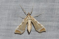 Leucinodes cordalis