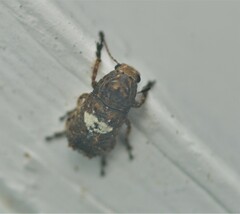 Toxonotus cornutus
