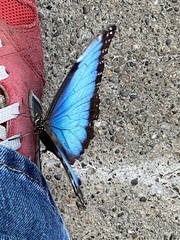 Morpho helenor peleides