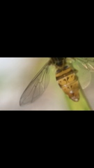 Toxomerus pulchellus