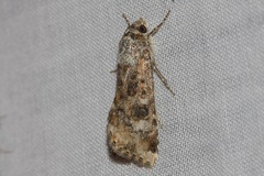 Heliothis punctifera