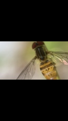 Toxomerus pulchellus