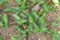 Commelina cyanea