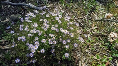 Brachyscome multifida