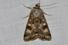 Heliothis punctifera