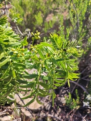Senna cumingii