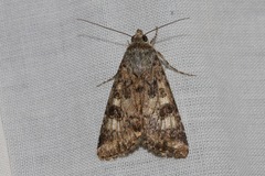 Heliothis punctifera