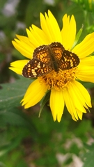 Phyciodes