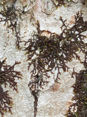 Frullania eboracensis