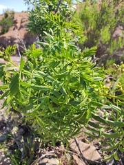 Senna cumingii