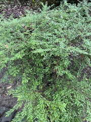 Phyllanthus myrtifolius