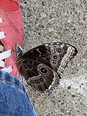 Morpho helenor peleides