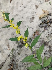 Solidago caesia
