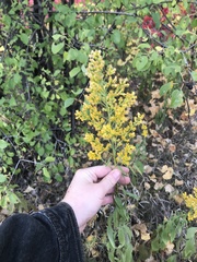 Solidago speciosa