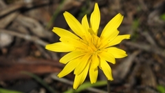 Microseris
