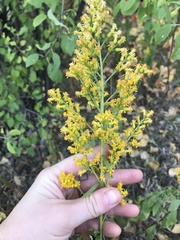 Solidago speciosa