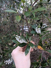 Cliftonia monophylla